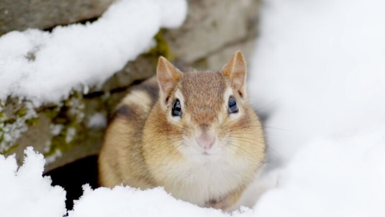 Here’s how these yard animals endure cold, dark winter season