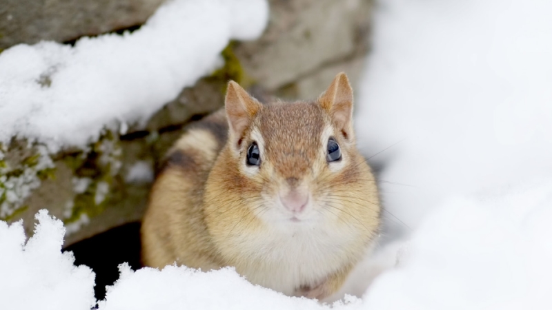 Here’s how these yard animals endure cold, dark winter season