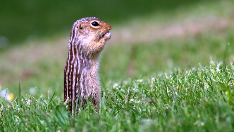 How hibernating squirrels go more than 6 months without water– and do not get thirsty