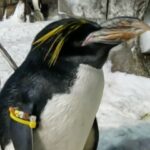 SeaWorld penguin commemorates 40th birthday