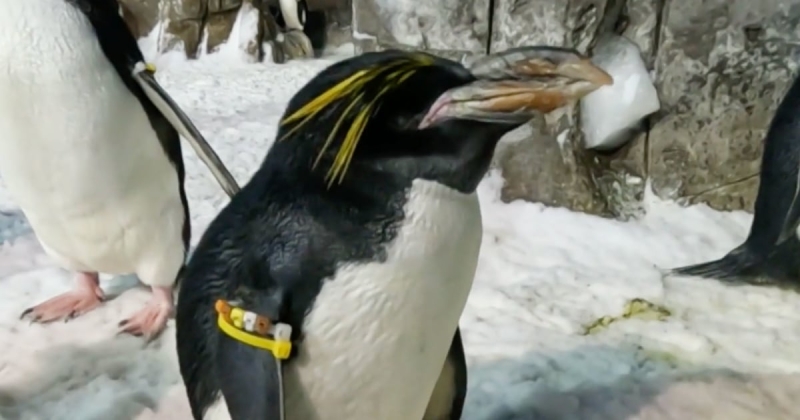 SeaWorld penguin commemorates 40th birthday