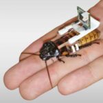 Swarms of cyborg cockroaches might be made by robotics