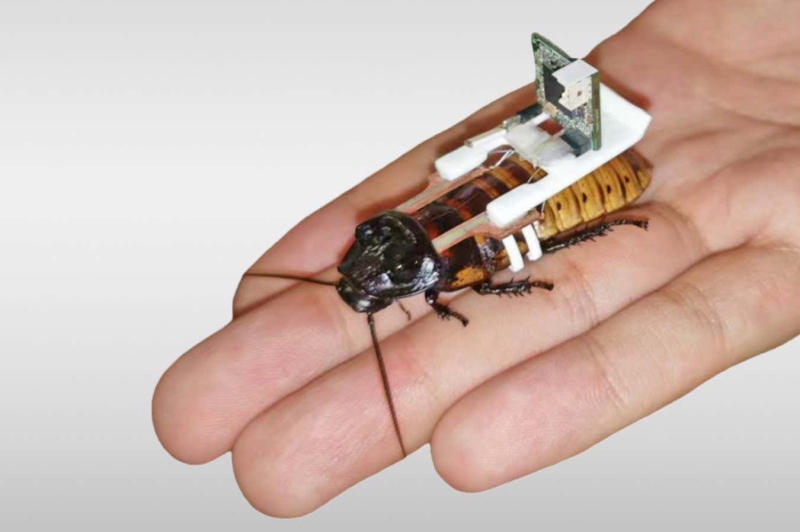 Swarms of cyborg cockroaches might be made by robotics