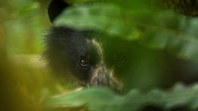 Bears seen breeding in trees– a clinical very first