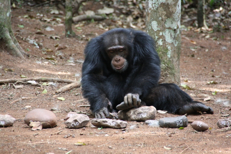 Chimps, Like Humans, Break Down Complex Tasks into Smaller Pieces