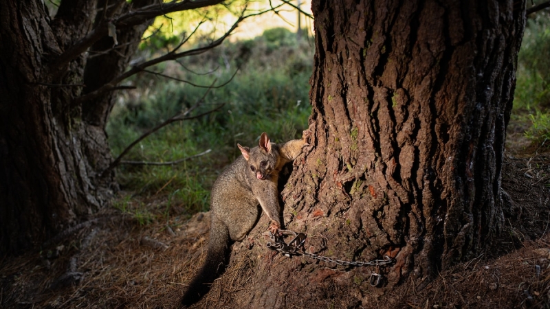 Inside New Zealand’s extreme strategy to conserve its native birds