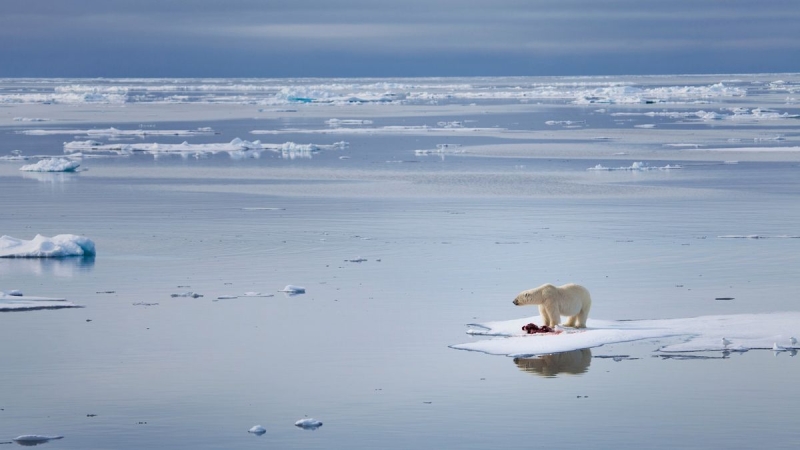 ‘Ominous turning point for the world’: Arctic Ocean’s 1st ice-free day might be simply 3 years away, worrying research study discovers