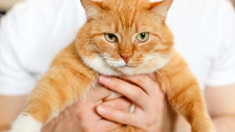 Researchers expose genes that make felines orange