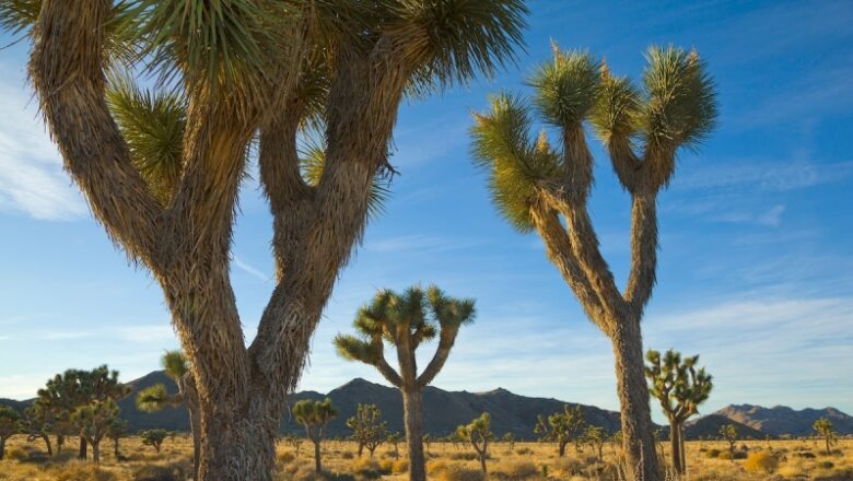 Whatever to understand about California’s Joshua Tree National Park