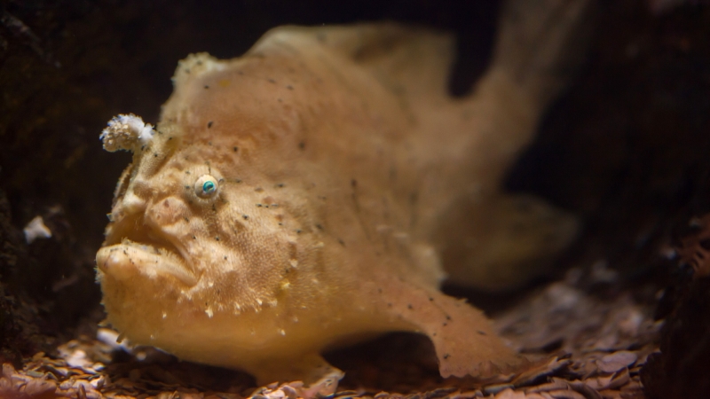 Anglerfish usage ‘exceptionally unusual’ system to manage their lures