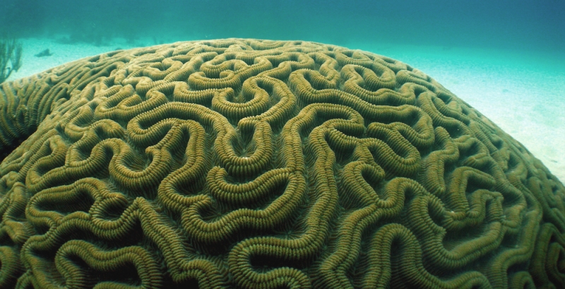 Brain Coral Looks Like a Brain, and Can Live up to 900 Years