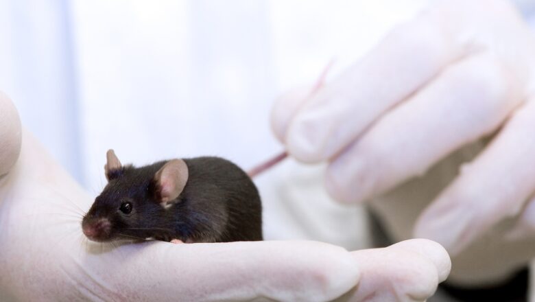 Previous experiences highly impact compassion in mice