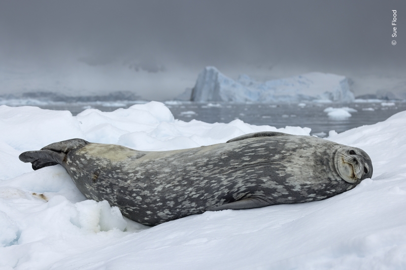 25 captivating images from the Wildlife Photographer of the Year People’s Choice awards