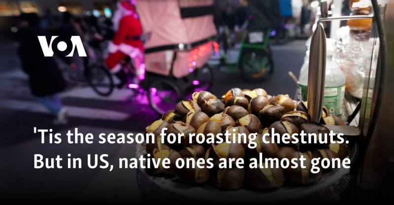 ‘T is the season for roasting chestnuts. In United States, native ones are practically gone