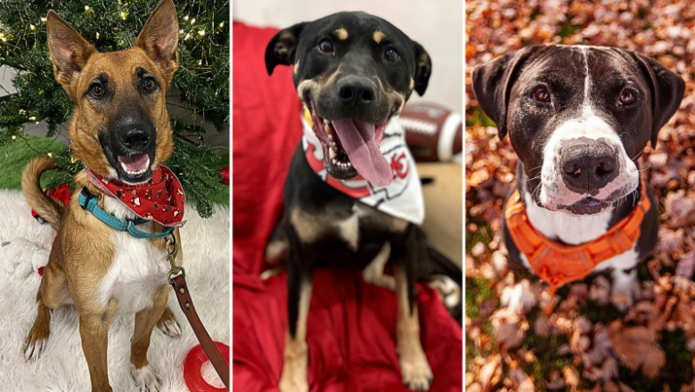 The Longest Serving Shelter Dogs Who Still Need Homes This Holiday Season