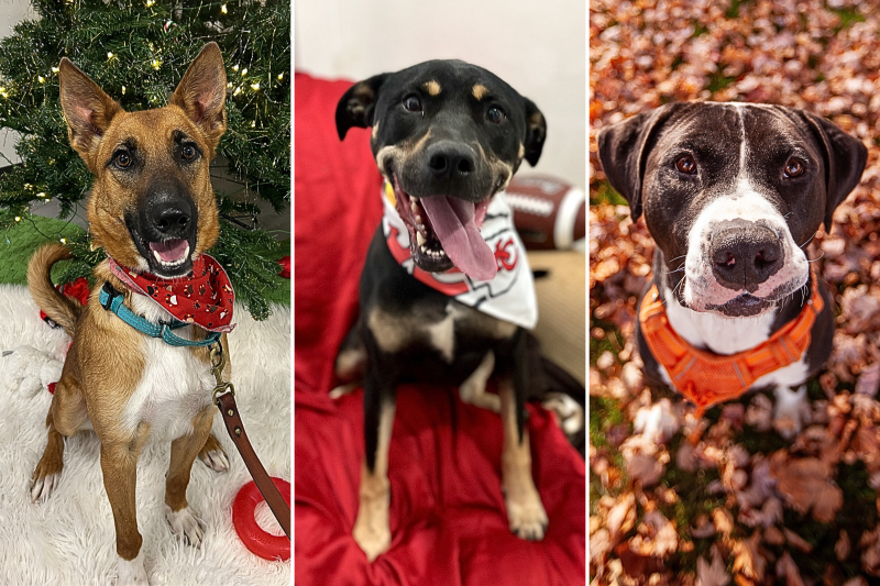 The Longest Serving Shelter Dogs Who Still Need Homes This Holiday Season