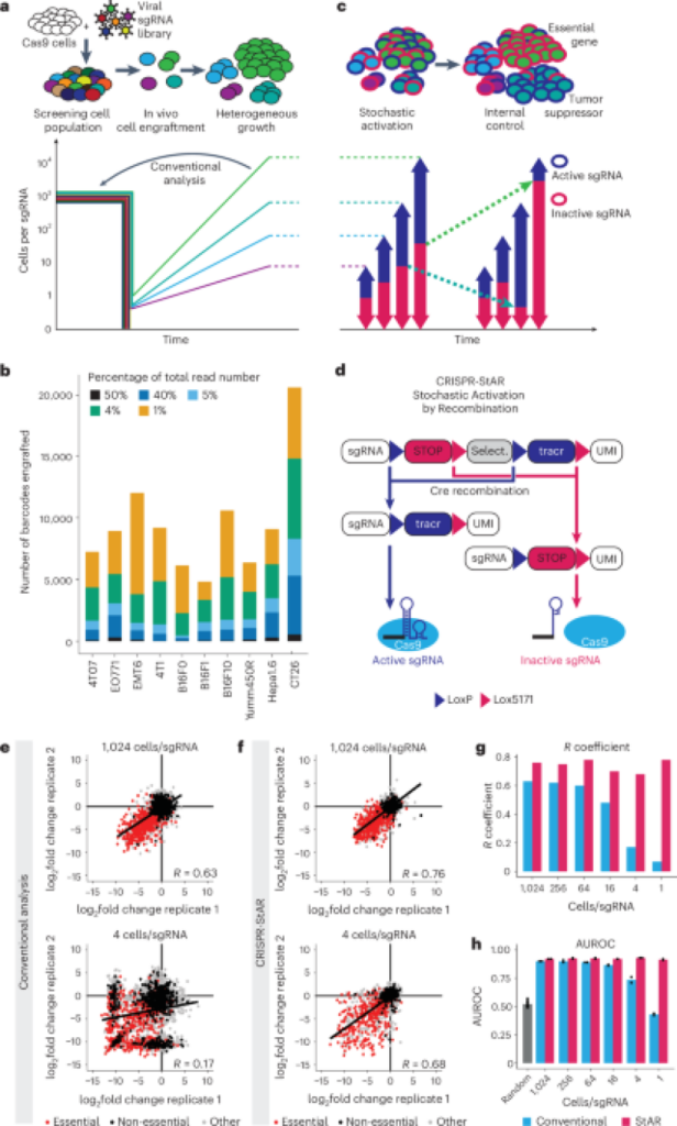 CRISPR-StAR makes it possible for high-resolution hereditary screening in complex in vivo designs