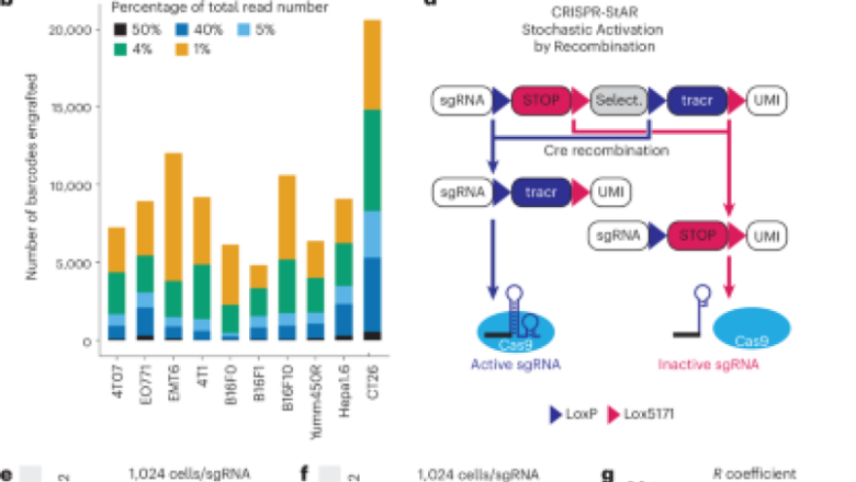 CRISPR-StAR makes it possible for high-resolution hereditary screening in complex in vivo designs