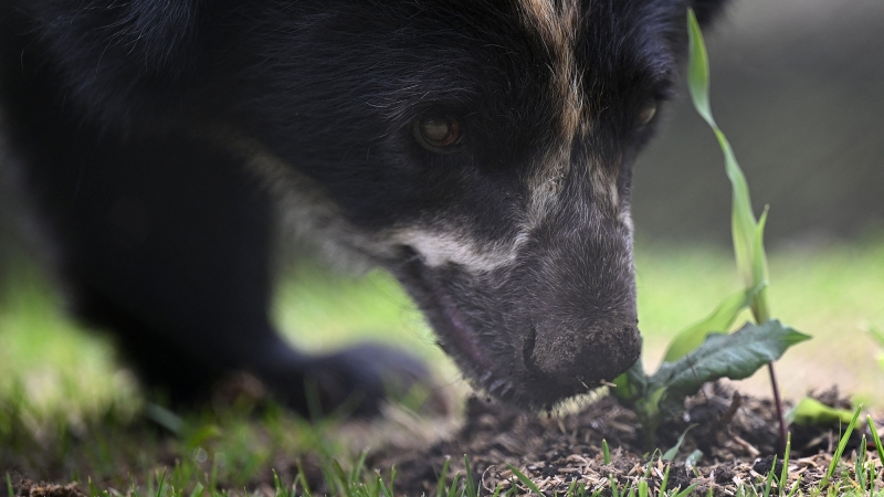 Shy ‘Paddington’ bears require more plants to endure