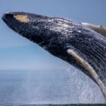 Whales might refine their singing abilities by practicing out of season