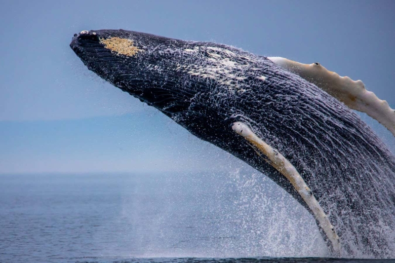 Whales might refine their singing abilities by practicing out of season