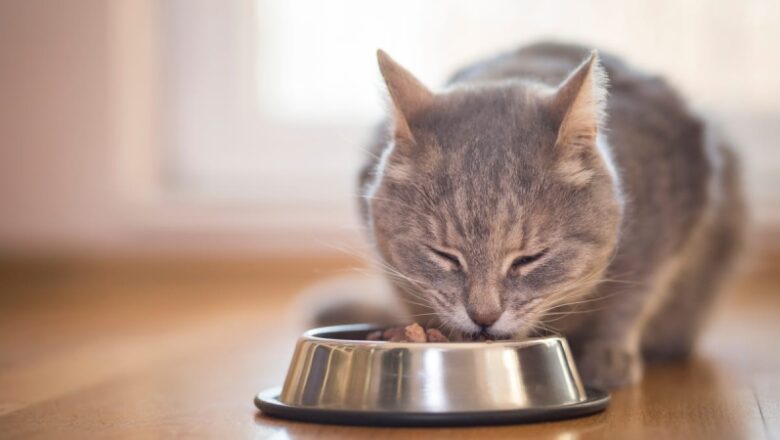 A pet food recall over bird influenza is connected to a feline’s death