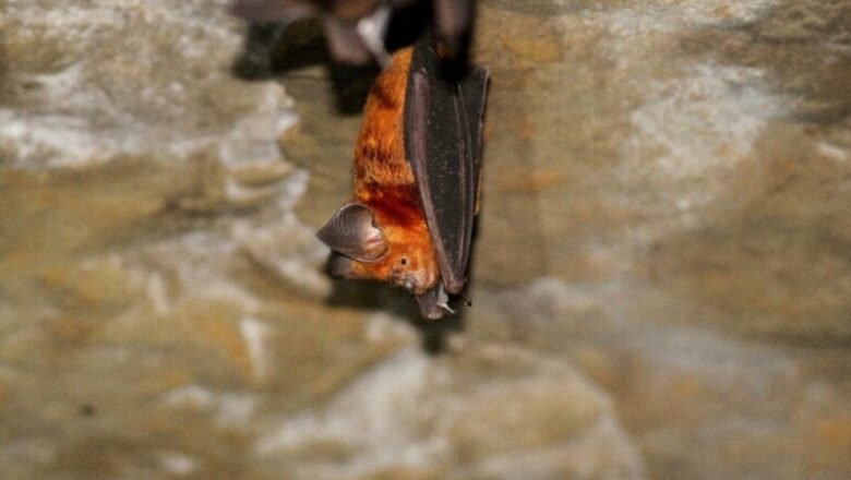 Terrific Himalayan leaf-nosed bat lastly verified in Bangladesh