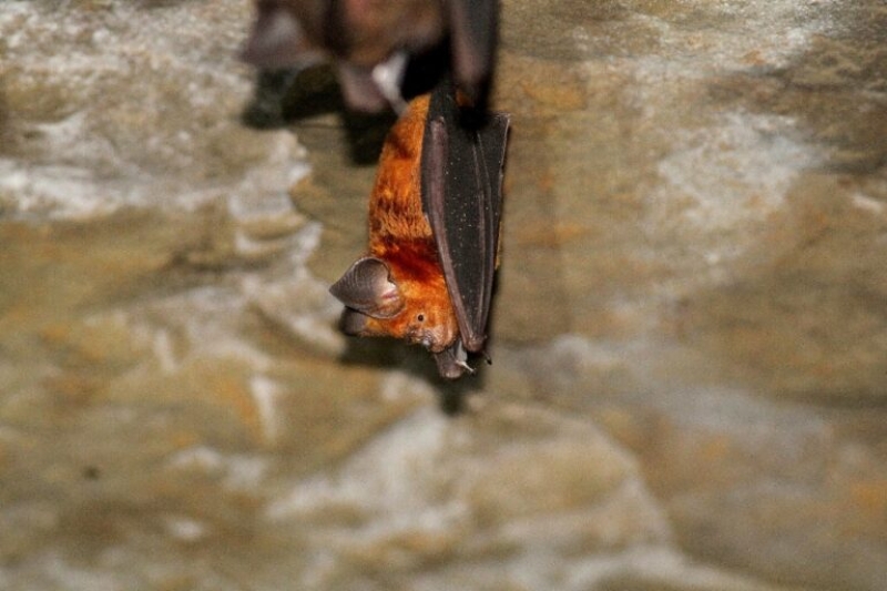 Terrific Himalayan leaf-nosed bat lastly verified in Bangladesh