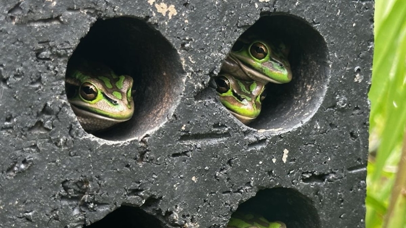 Fungi is eliminating frogs. These small saunas might conserve them.