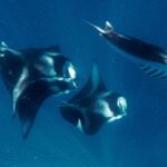 Manta rays motivate faster swimming robotics and much better water filters