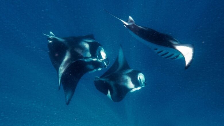 Manta rays motivate faster swimming robotics and much better water filters