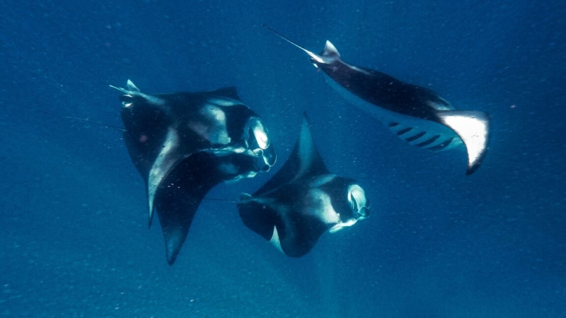 Manta rays motivate faster swimming robotics and much better water filters