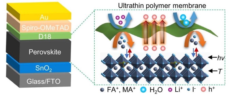 Perovskite solar battery based upon hole-selective interlayer attains 26.39% effectiveness