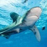 South Australia prohibits fishing of lots of sharks and rays in its waters