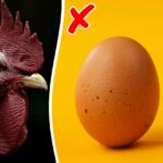 Researchers Finally Reveal a Shocking Answer to the ‘Chicken-or-Egg’ Dilemma