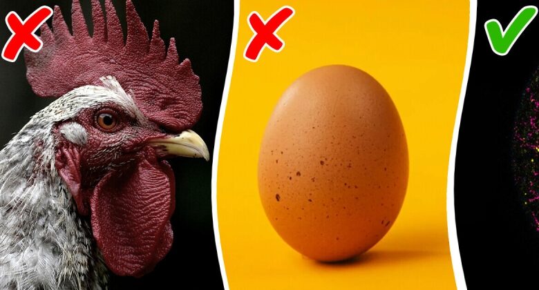 Researchers Finally Reveal a Shocking Answer to the ‘Chicken-or-Egg’ Dilemma