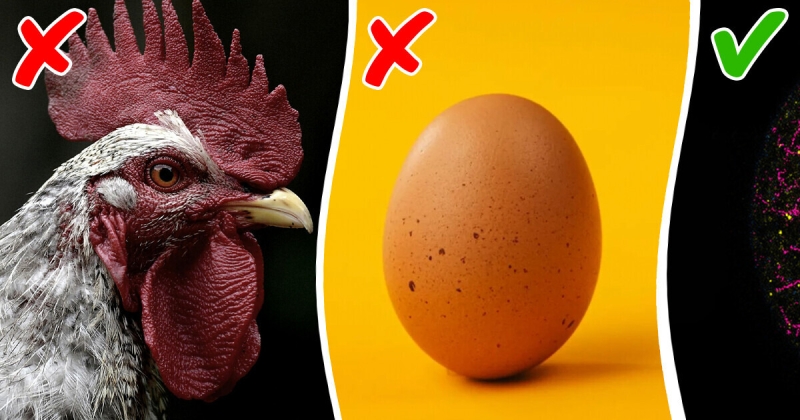 Researchers Finally Reveal a Shocking Answer to the ‘Chicken-or-Egg’ Dilemma