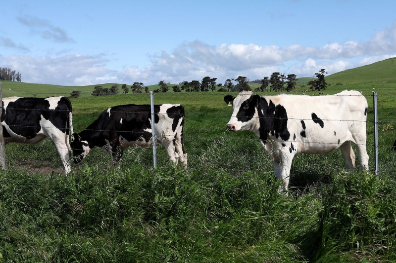 The FDA will evaluate aged raw milk cheese for bird influenza in the wake of break out