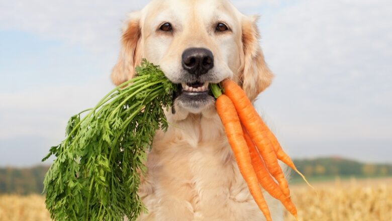 Veganuary for Pets