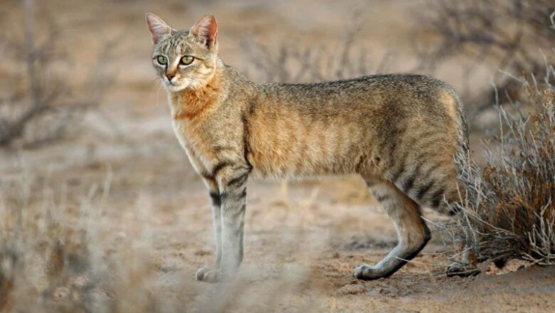 Individuals consumed great deals of foxes and wildcats 10,000 years back