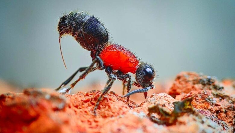 Tricks of velour ant’s venom discuss what makes its sting so unpleasant