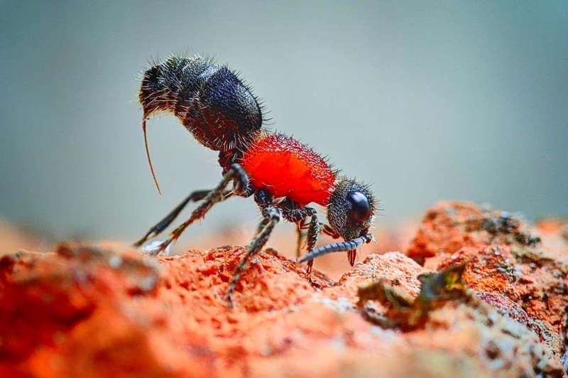 Tricks of velour ant’s venom discuss what makes its sting so unpleasant