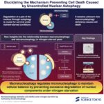 How macronucleophagy makes sure survival in nitrogen-starved yeast