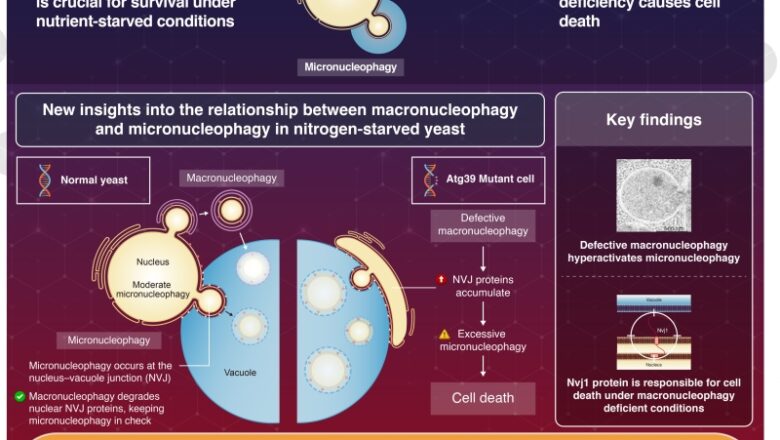 How macronucleophagy makes sure survival in nitrogen-starved yeast