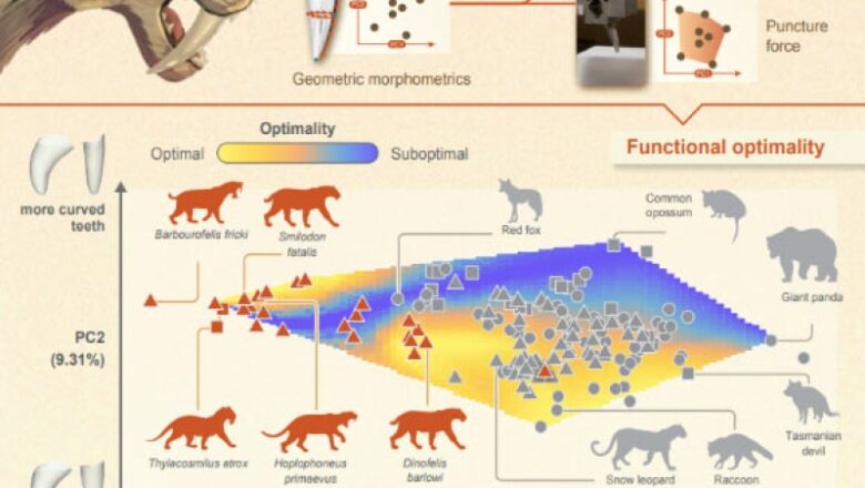 Research Study: Saber-Toothed Predators’ Teeth were Highly Effective at Puncturing Prey