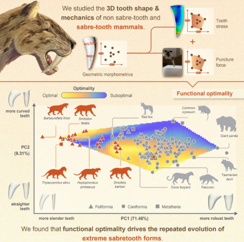 Research Study: Saber-Toothed Predators’ Teeth were Highly Effective at Puncturing Prey