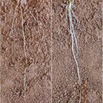 Plant hormonal agents that assist roots reach much deeper water supply possible technique for drought-resistant crops