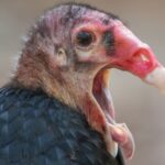 Turkey vulture: The bird that throws up acid approximately 10 feet and poops antibacterial onto its legs