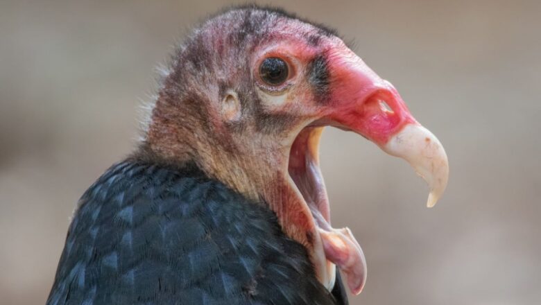 Turkey vulture: The bird that throws up acid approximately 10 feet and poops antibacterial onto its legs