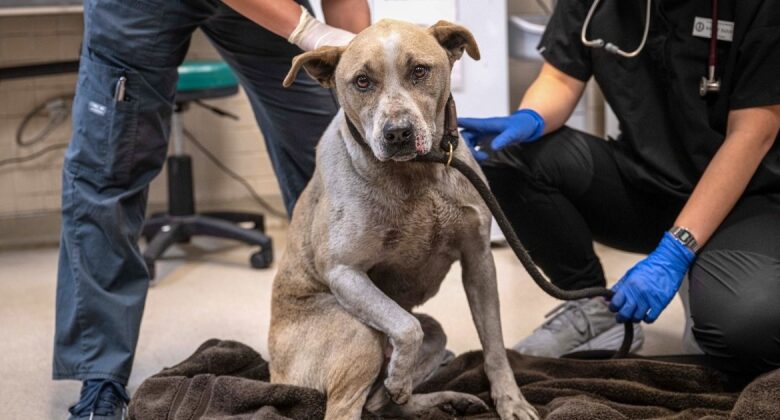 California rescue groups open their doors to animals, some with burns and other injuries